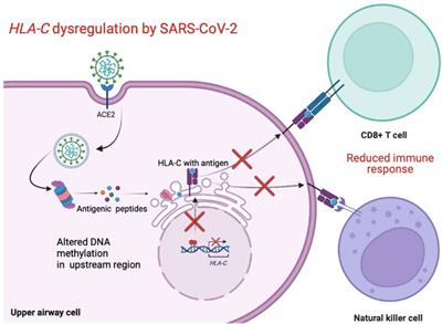 HLA-C dysregulation as a possible mechanism of immune evasion in SARS-CoV-2 and other RNA-virus infections